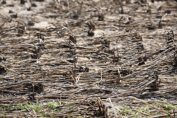 After the rice straw burning farmland