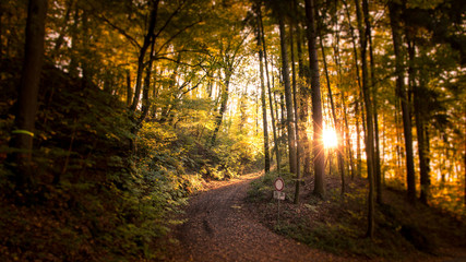 Waldweg in der Morgensonne
