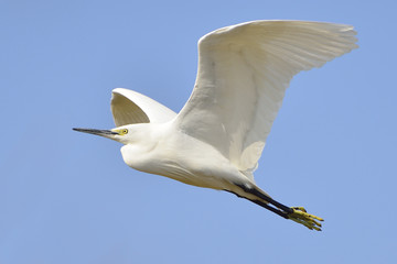 Egret flying in the blue sky.