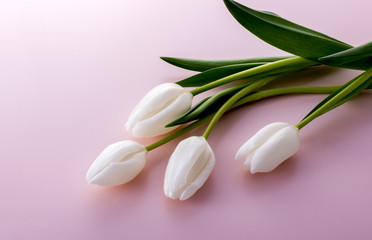 Fototapeta premium チューリップ