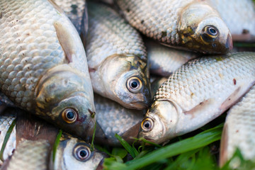 River carp on the grass