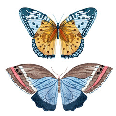 Watercolor raster butterflies