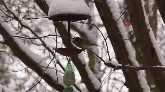 Winterf&uuml;tterung von Singv&ouml;geln