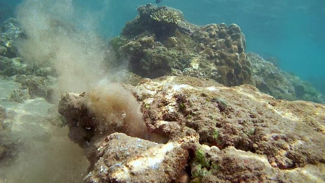 big blue octopus, day octopus or Cyane's octopus (Octopus cyanea) powerful jets of water cleans your home from the sand (top view), Indian Ocean, Hikkaduwa, Sri Lanka, South Asia 
