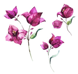 Watercolor vector bougainvillea flowers - obrazy, fototapety, plakaty