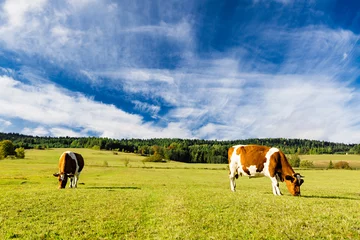 Fototapete Kuh Auf der Weide