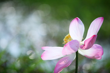 blooming lotus flower with beautiful bokeh.
