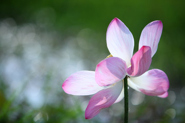 blooming lotus flower with abstract bokeh background.
