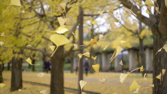 yellow gingko leaves falling together in the garden, slow motion shot