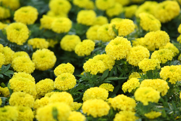 marigold flower.