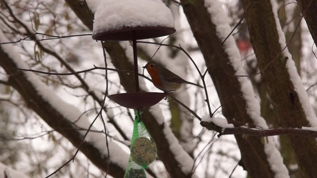 Winterf&uuml;tterung von Singv&ouml;geln