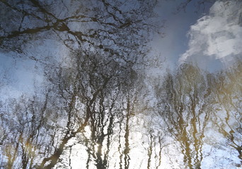 Fototapeta na wymiar Blurred trees reflected in water