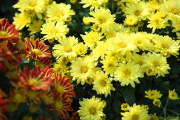 colorful dahlia flower.