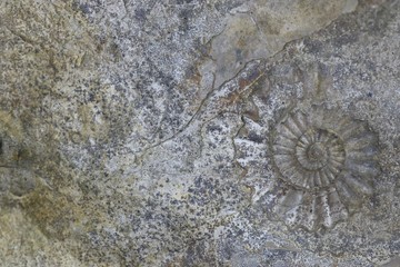 Steinplatte mit Ammonit, Hintergrund