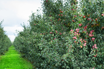 Fototapeta na wymiar Green apple orchard