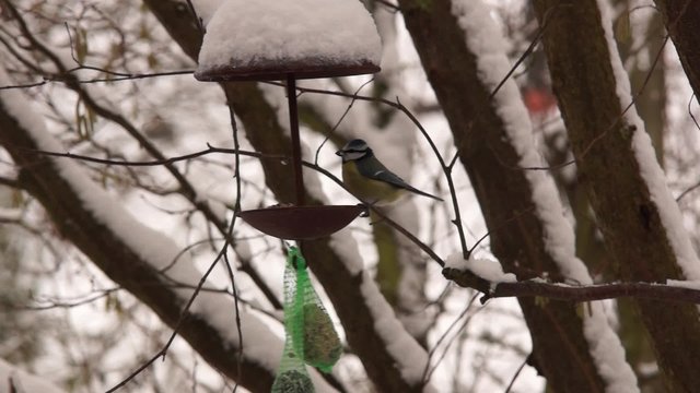 Winterf&uuml;tterung von Singv&ouml;geln