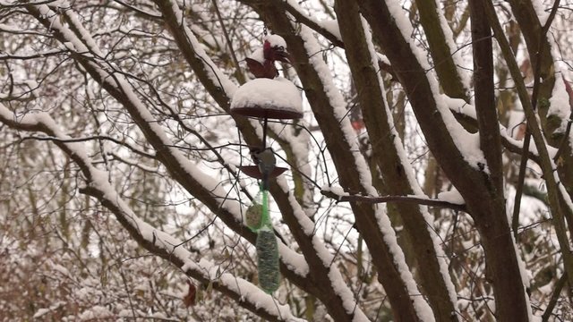 Winterf&uuml;tterung von Singv&ouml;geln