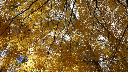fall season of Fuji mountain