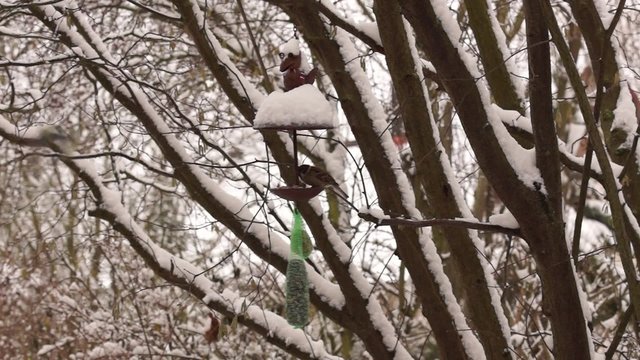 Winterf&uuml;tterung von Singv&ouml;geln