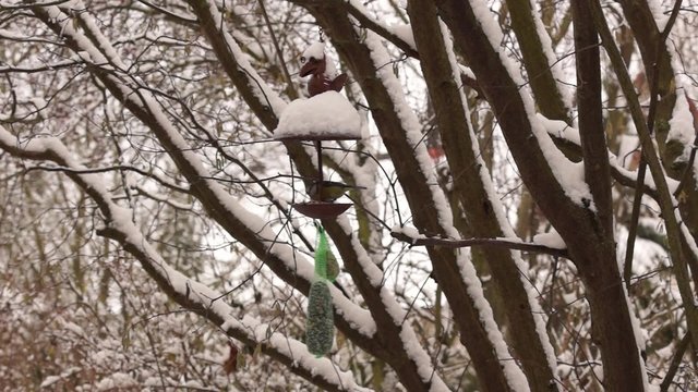 Winterf&uuml;tterung von Singv&ouml;geln