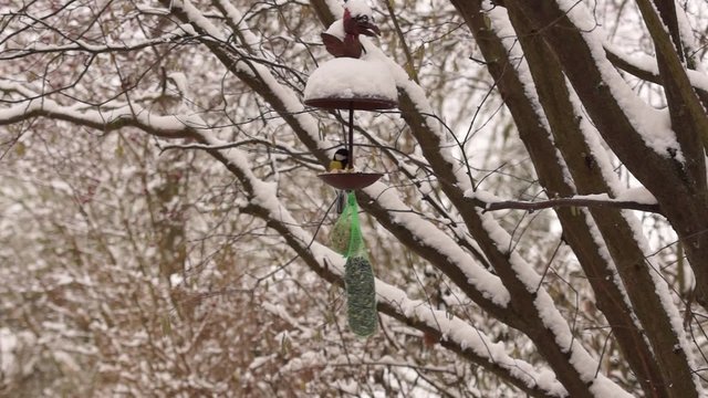 Winterf&uuml;tterung von Singv&ouml;geln