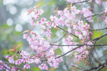 sakura, thai cherry blossom in garden
