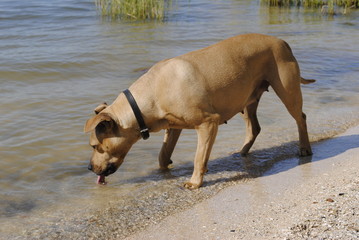 hond drinkt water 