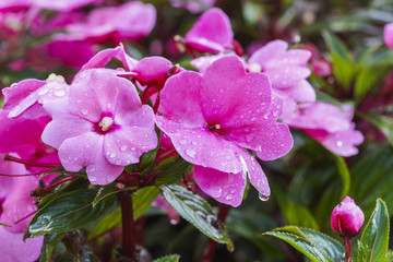 Obraz premium red spring flower with dew on colorful background. shallow dof.