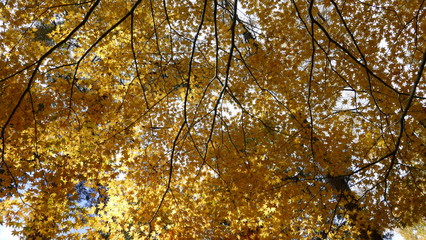 fall season of Fuji mountain