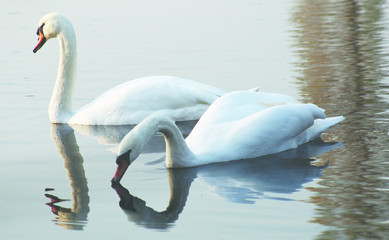 Łabędzie3 © es2