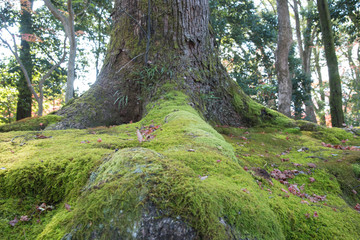 view of moss on root big tree