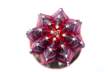 top view of colorful cactus isolated on white background.