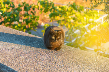 cat sitting on the wall.