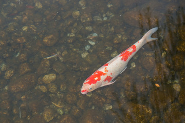 Koi fish in the pond.