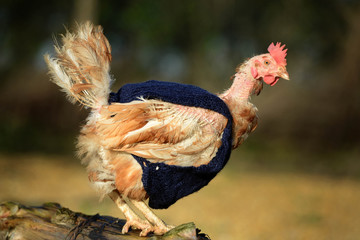 Ex battery chickens with knitted pullovers to keep them warm - 102397525