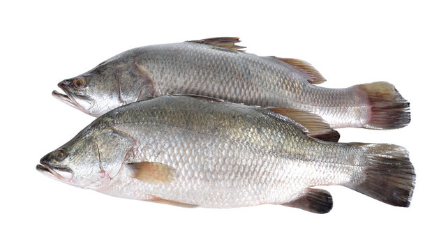 Fototapeta seabass or barramundi fish on white background