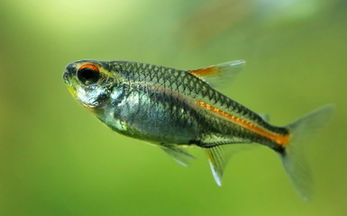 Clsoseup oa a glowlight