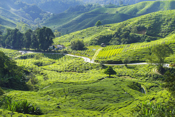 Fresh green tea plantation view near the mountain with beautiful layer landscape