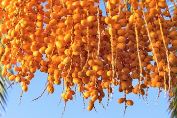 lot fruits a date palm tree of amber color closeup