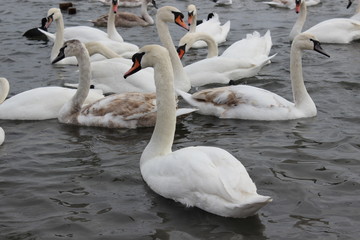 Wild swans