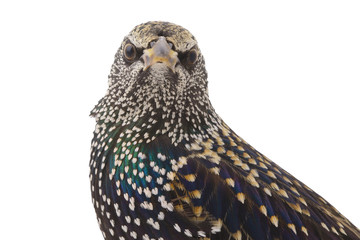  Starling