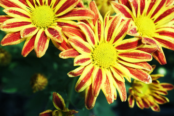 colorful dahlia flower.
