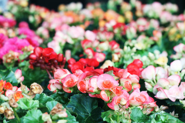Fototapeta premium begonia flower.