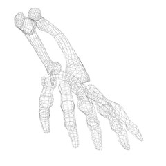 Human  hand skeleton