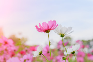 soft cosmos flowers with solar sky,gentle
