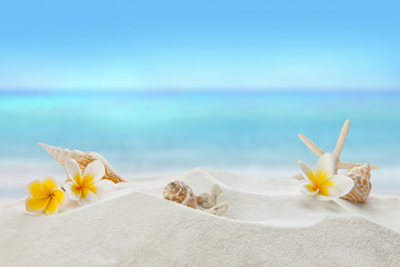 Fototapeta na wymiar shells on sandy beach, Summer concept 