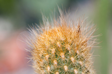 Cactus macro view, soft focus