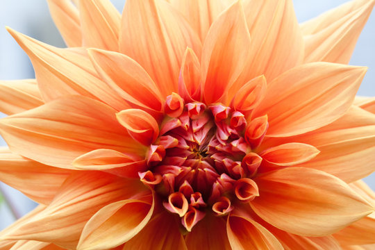 Orange dahlia closeup. Flower.