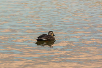 Duck swimming in the river.