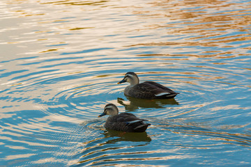 Ducks couple swimming in the river.